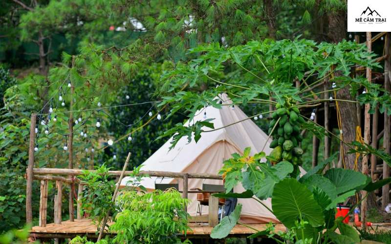 Boar Glamping - Địa điểm glamping tại miền Bắc hấp dẫn
