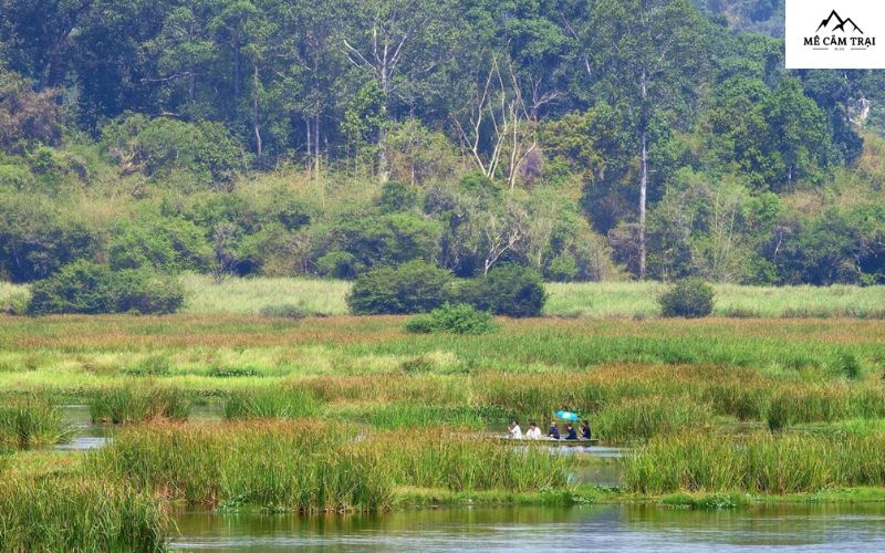 Đi thuyền ngắm cá sấu trên hồ Bàu Sấu