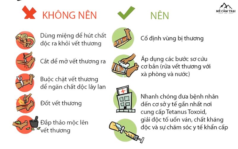 Cách sơ cứu khi đi cắm trại bị rắn cắn