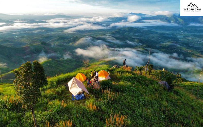 Đồi chè Đông Giang - Cắm trại Quảng Nam với không gian xanh mướt