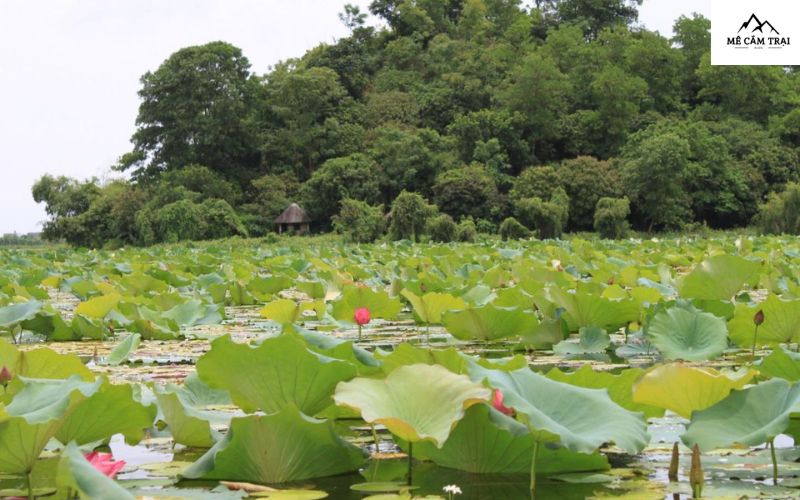 Chiêm ngưỡng mùa sen thơ mộng