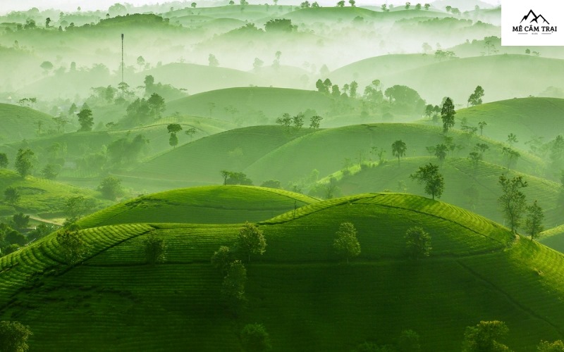 Đồi chè Long Cốc