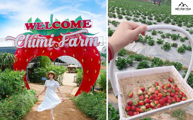 Trang trại nông sản tại Chimi Farm