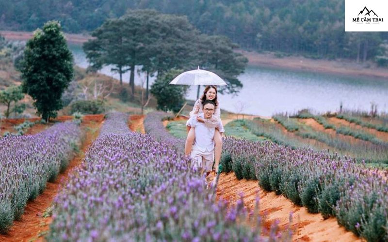 Nông trại hoa Lavender – Điểm nhấn nhẹ nhàng giữa thiên nhiên tại Lavender Glamping